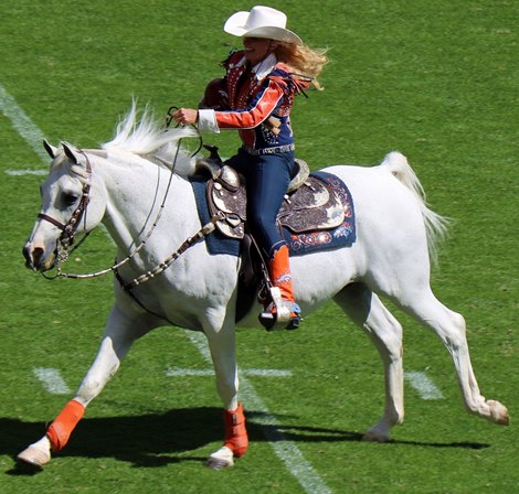 Horse Tracks: Denver Broncos tradition and what it means to be a fan - Mile  High Report