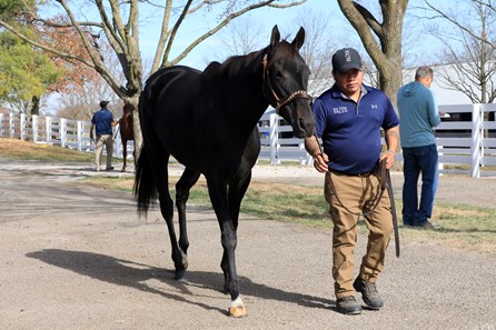 My Candy Girl - Horse Profile - Bloodhorse